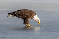 EagleScavenger-126.jpg