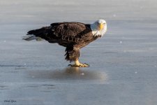 EagleEyeContact-125.jpg