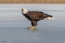 EagleEyeContact-126.jpg