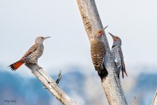 FlickerThree-125.jpg