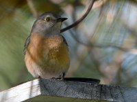 Bluebird2.jpg
