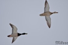 DSC_1070.jpg