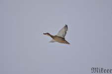 DSC_1088.jpg