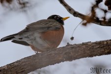 DSC_1044_02.jpg
