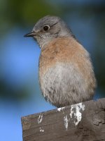 Bluebird9.jpg