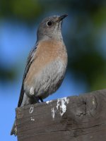 Bluebird15.jpg