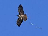 Hawk4.jpg