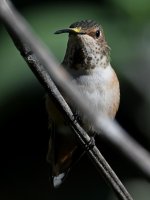 Hummer4.jpg