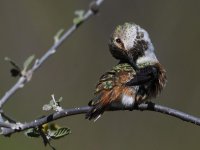 Hummer10.jpg