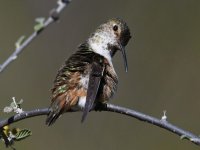 Hummer12.jpg