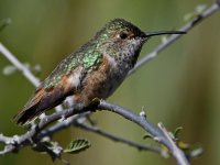 Hummer15.jpg