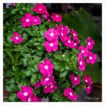 flowers1.jpg