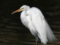 Egret4.jpg