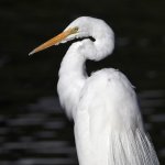 Egret.jpg