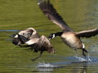 Goose4.jpg