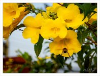 bee-breakfast-2.jpg