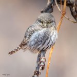 PygmyOwl-126.jpg