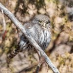 PygmyOwl-127.jpg