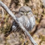 PygmyOwl-128.jpg