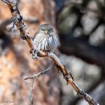 PygmyOwl-130.jpg