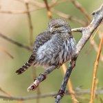 PygmyOwl-131.jpg
