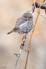 PygmyOwl-132.jpg