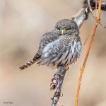 PygmyOwl-133.jpg