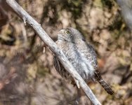 PygmyOwl-134.jpg