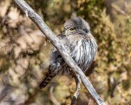 PygmyOwl-135.jpg