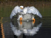 Pelican4.jpg