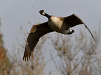 Goose.jpg