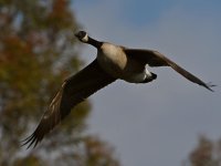 Goose2.jpg