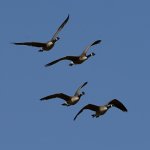 Goose5.jpg