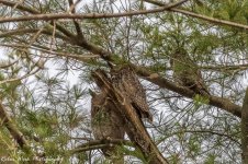 RD5_9608-Triple Great Horned Owl.jpg