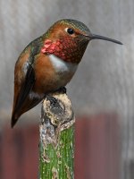 Hummer8.jpg