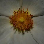Stamen.jpg
