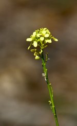 _ROY3287_01.jpg