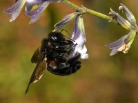 Bee4.jpg