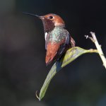 Hummer3.jpg