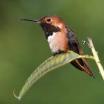 Hummer10.jpg