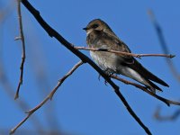 Swallow2.jpg