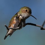 Hummer6.jpg