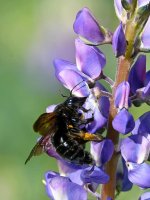 Bee.jpg