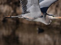 BlueHeron.jpg