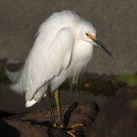 Egret10.jpg