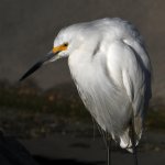 Egret16.jpg
