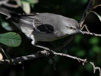 Mockingbird3.jpg