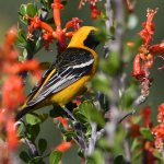 Oriole.jpg