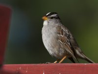 Sparrow.jpg