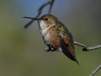 Hummer2.jpg